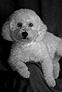do you need a NJ Pet Portrait Photographer that turns photos into fine art in New Jersey
